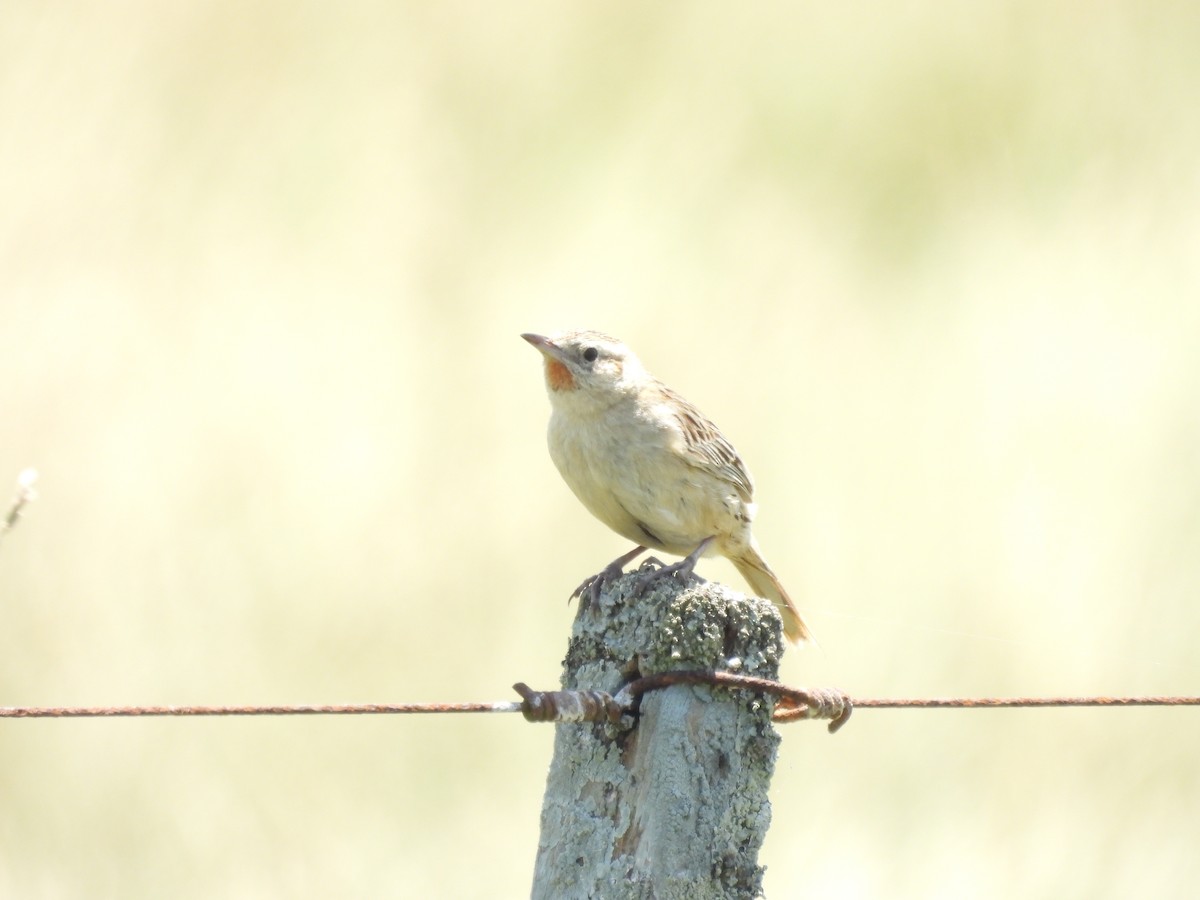 ハドソンカマドドリ - ML646938242