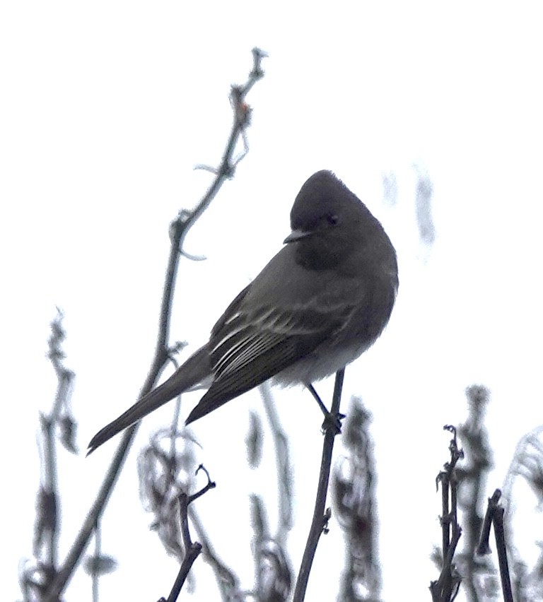 Black Phoebe - ML646938258