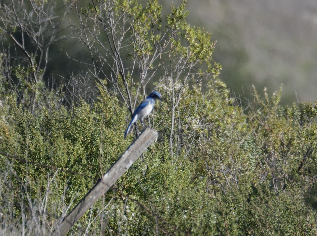 sojka západní - ML646938259