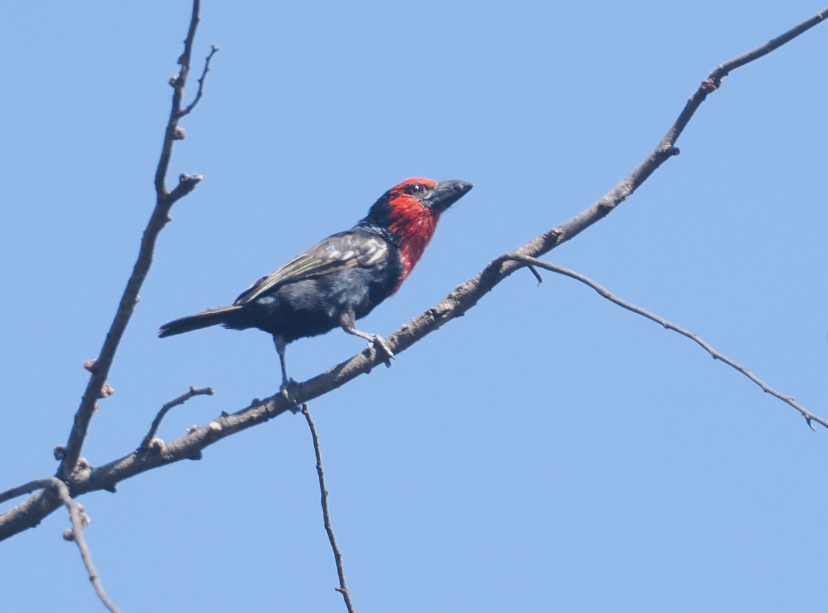 Black-billed Barbet - ML646938260