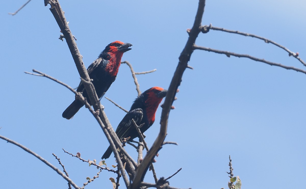 Black-billed Barbet - ML646938261