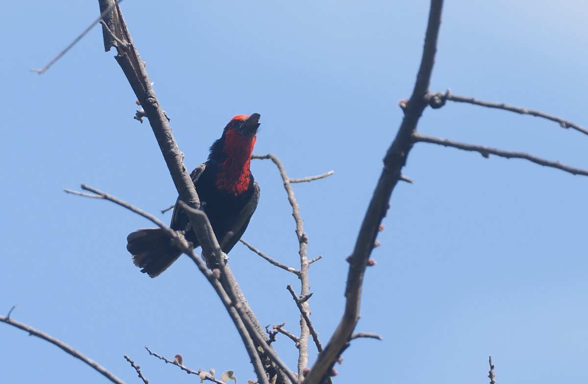 Black-billed Barbet - ML646938262