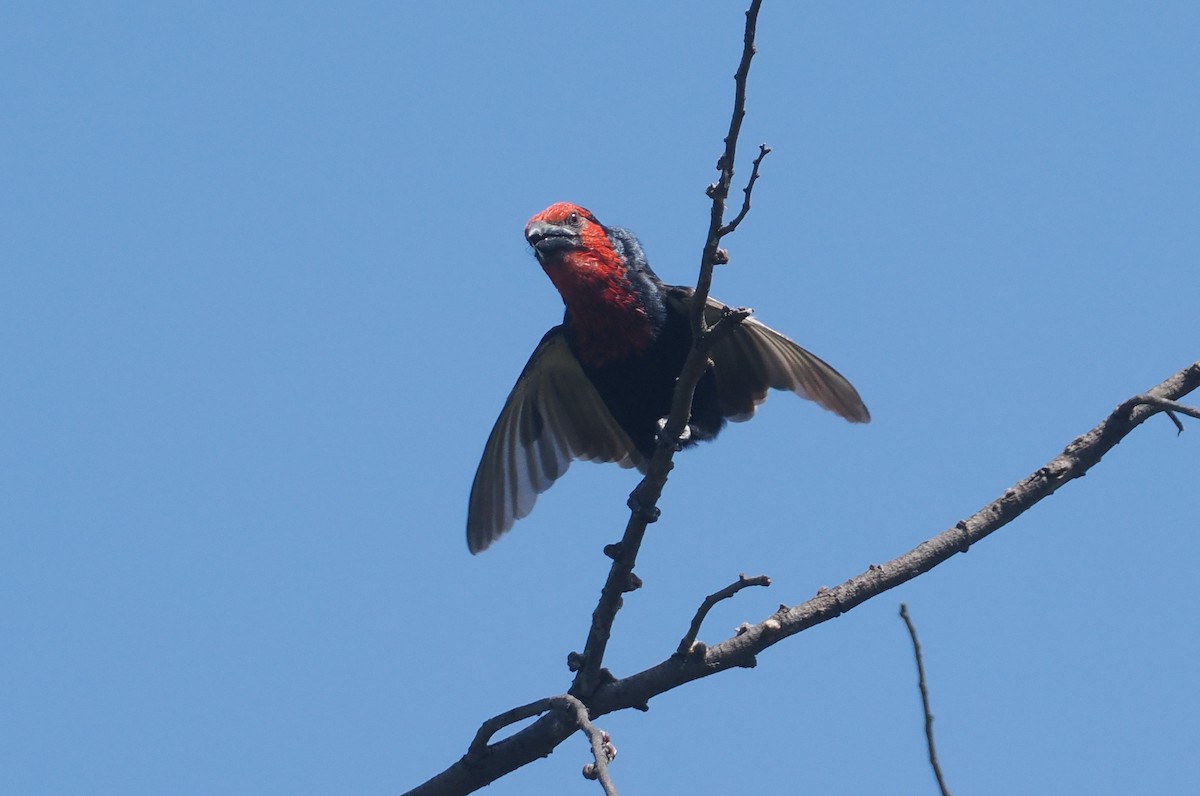 Black-billed Barbet - ML646938263