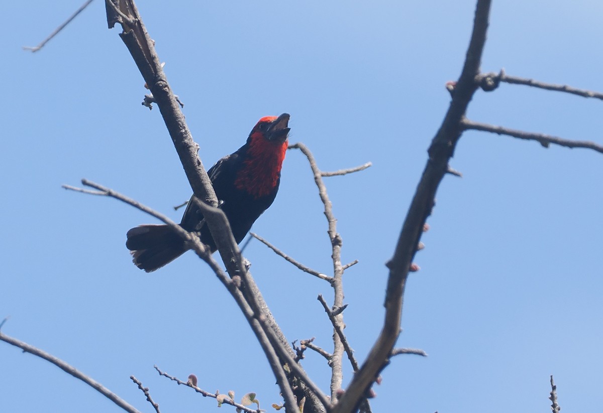 Black-billed Barbet - ML646938264