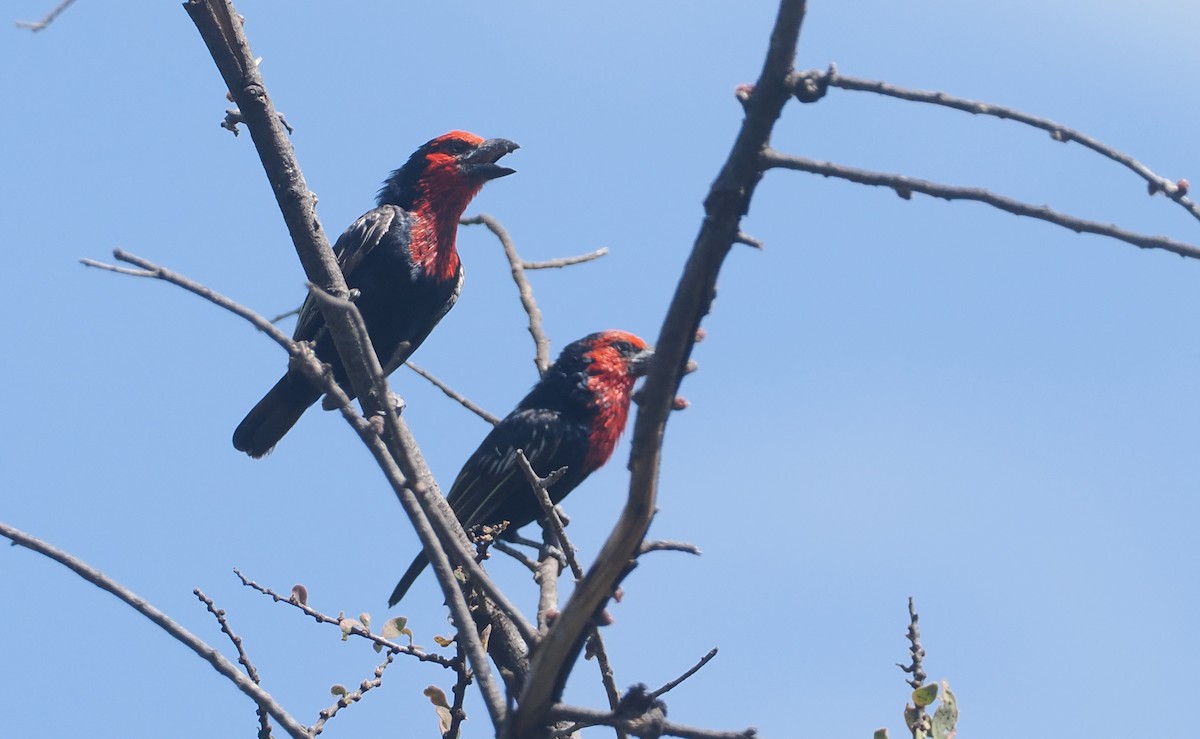 Black-billed Barbet - ML646938265