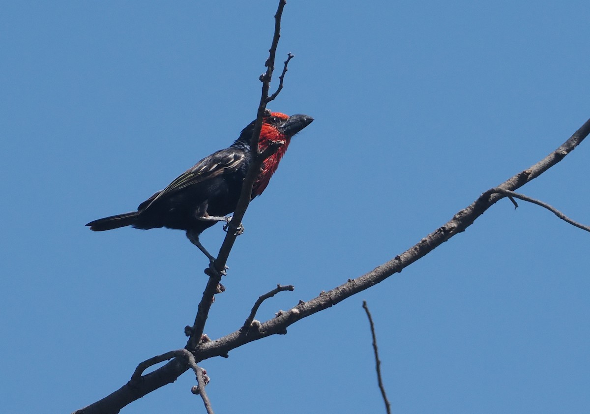 Black-billed Barbet - ML646938266
