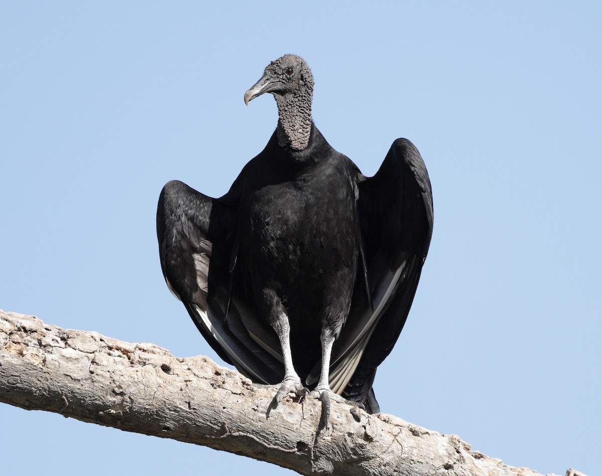 Black Vulture - ML646938267