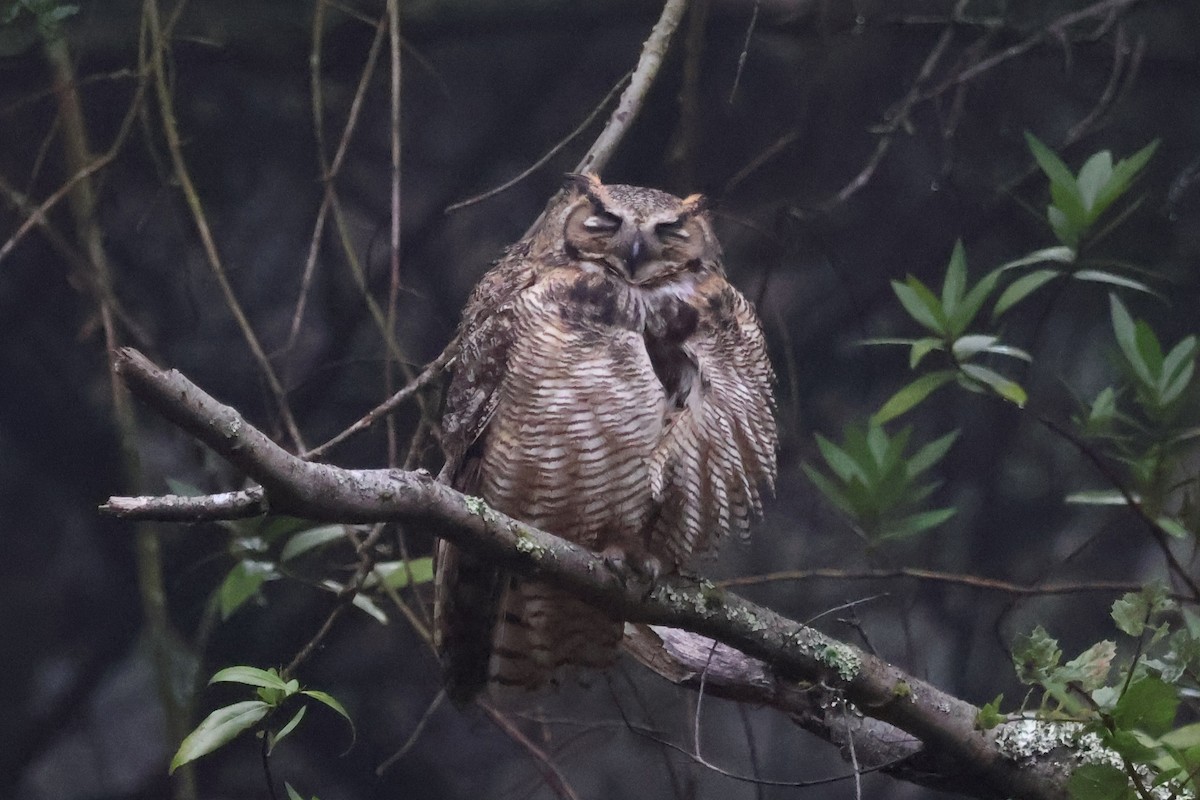 Hontz virginiarra - ML646938268