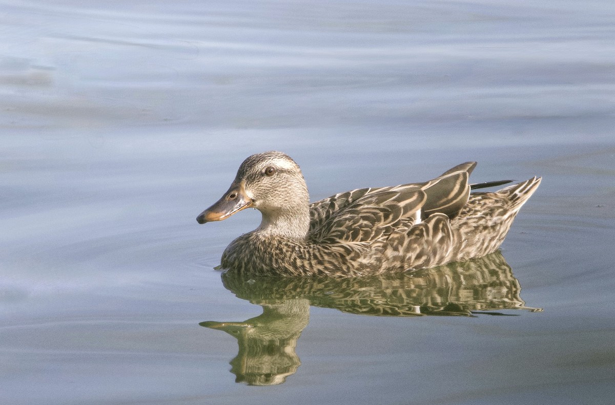 Крижень звичайний - ML646938269