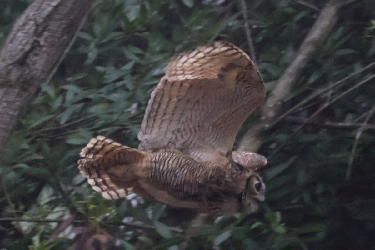 Hontz virginiarra - ML646938271