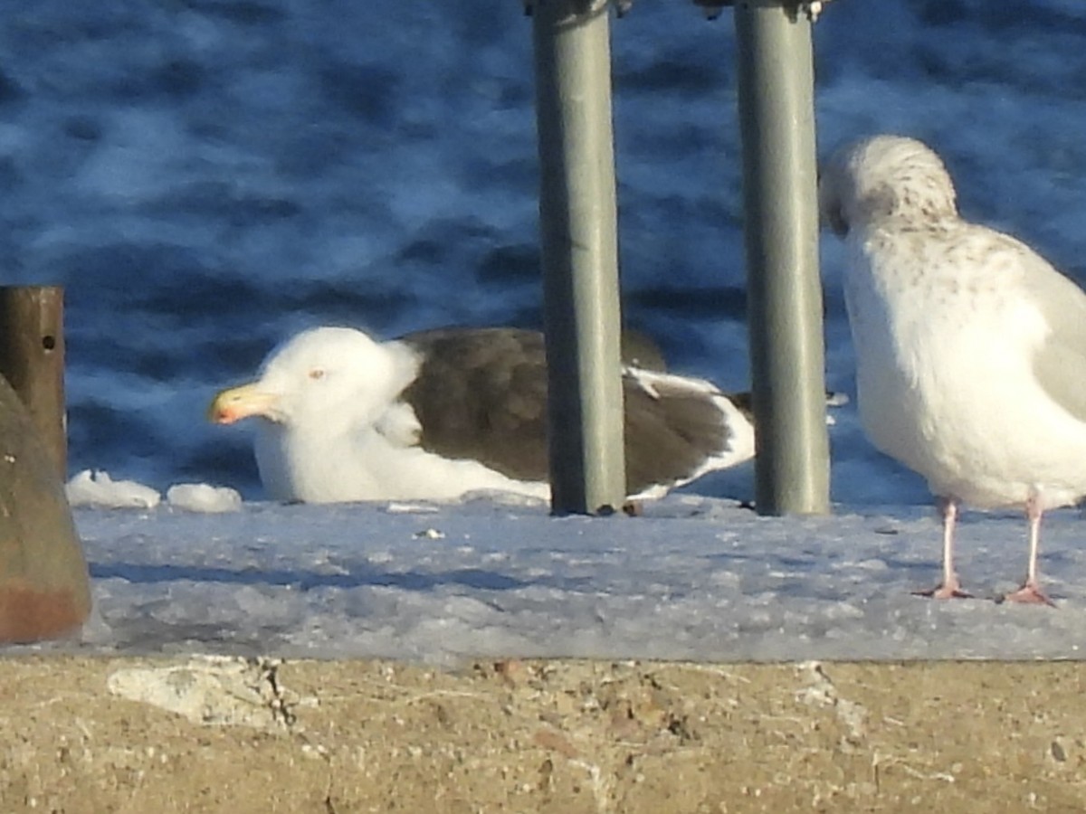 Морская чайка - ML646938275