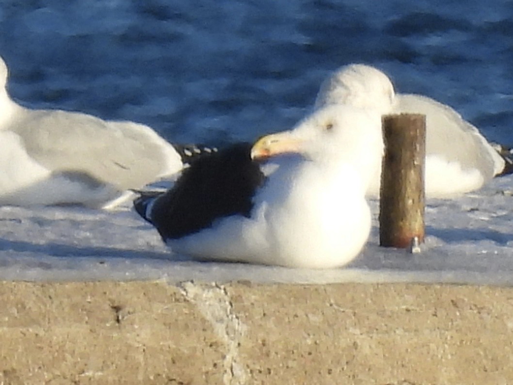 Морская чайка - ML646938276