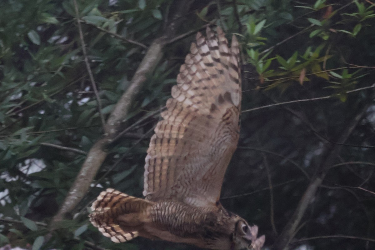 Hontz virginiarra - ML646938279