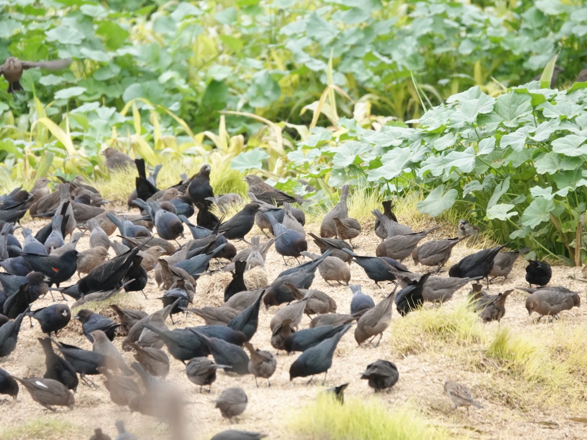 Brown-headed Cowbird - ML646938280