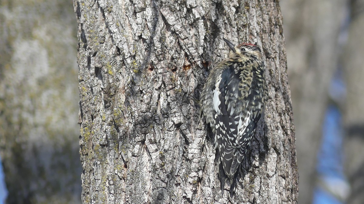 Yellow-bellied Sapsucker - ML646938288