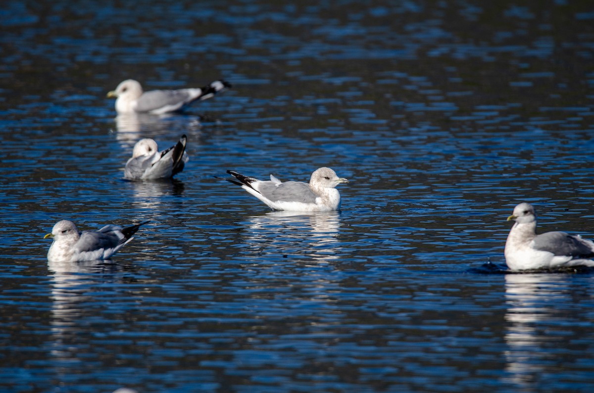 Short-billed Gull - ML646938290