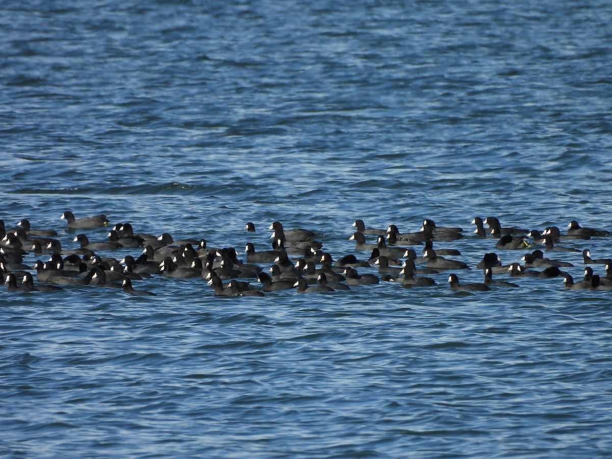 American Coot - ML646938291