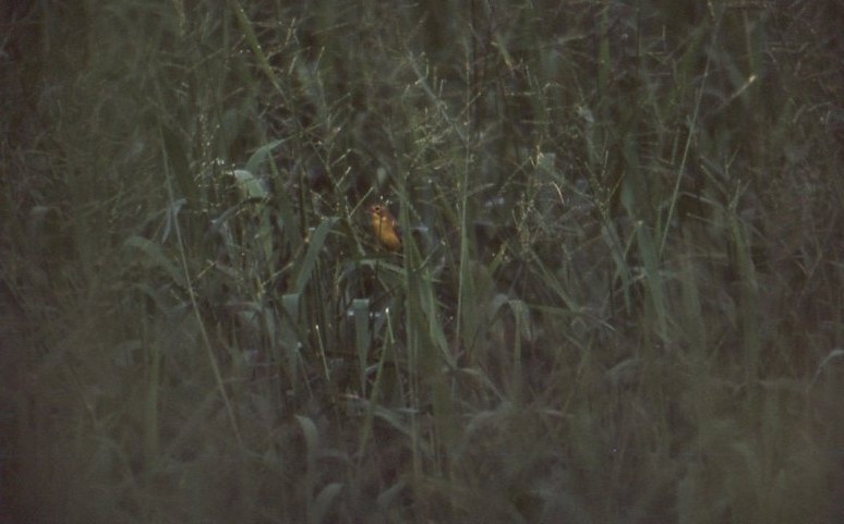 Çayır Kanarya İspinozu - ML646938292