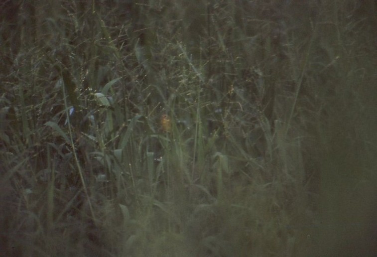 Çayır Kanarya İspinozu - ML646938293