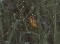 Çayır Kanarya İspinozu - ML646938294