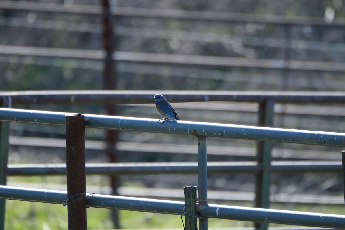 salašník západní - ML646938295