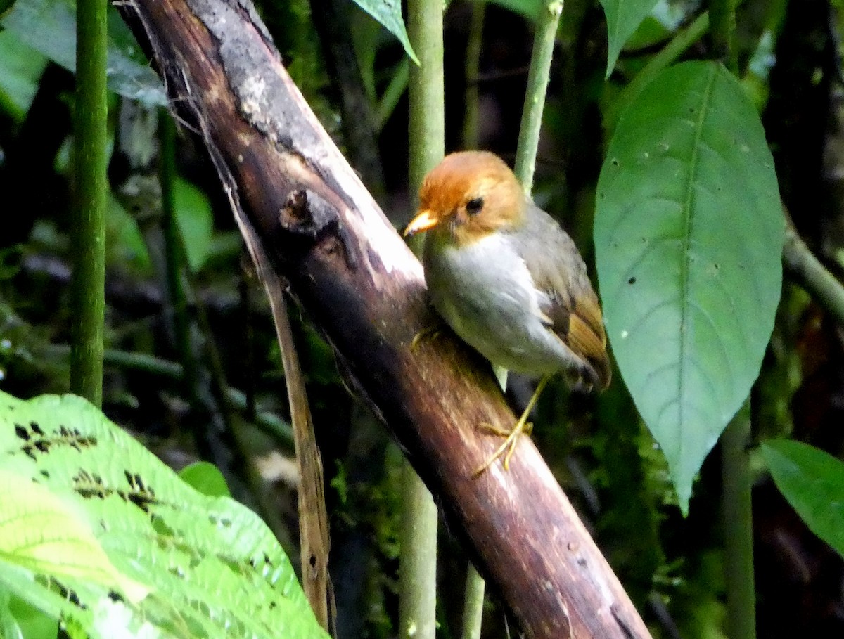 Hooded Antpitta - ML646938296