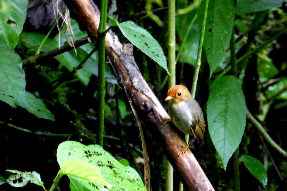 Hooded Antpitta - ML646938297