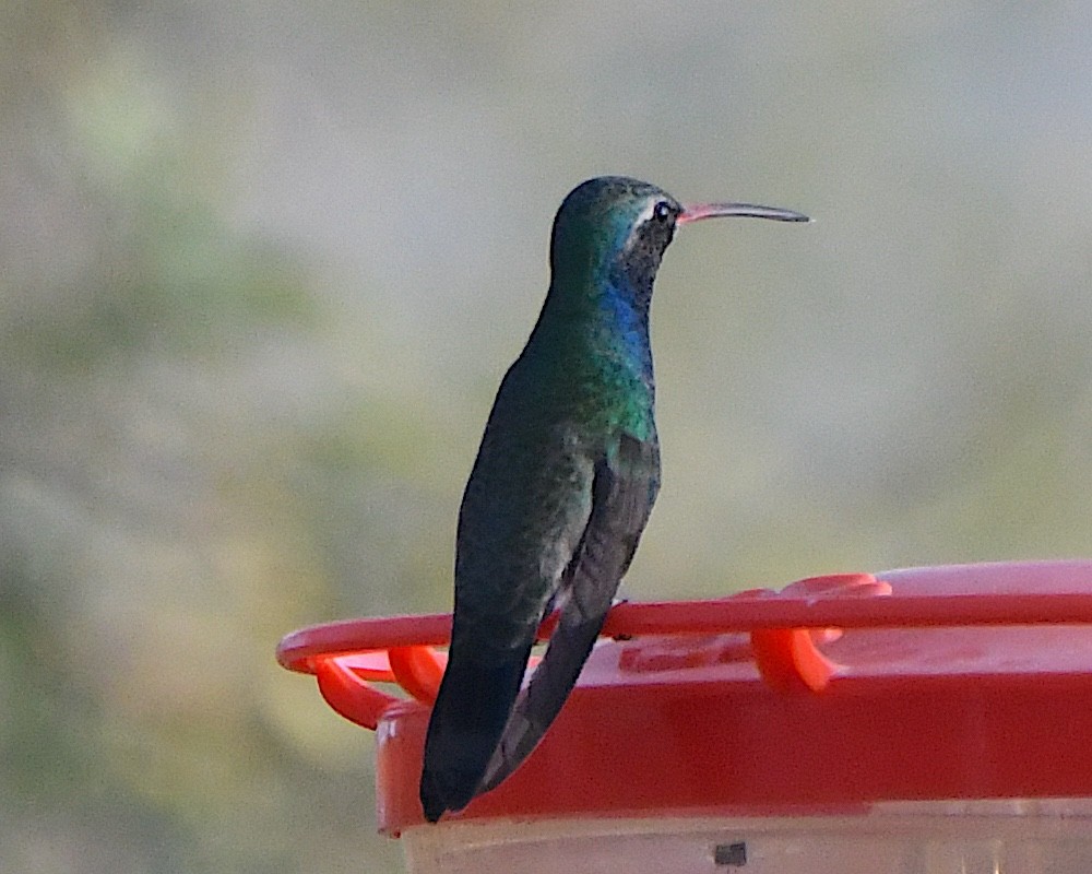 Colibrí Piquiancho Común - ML646938300