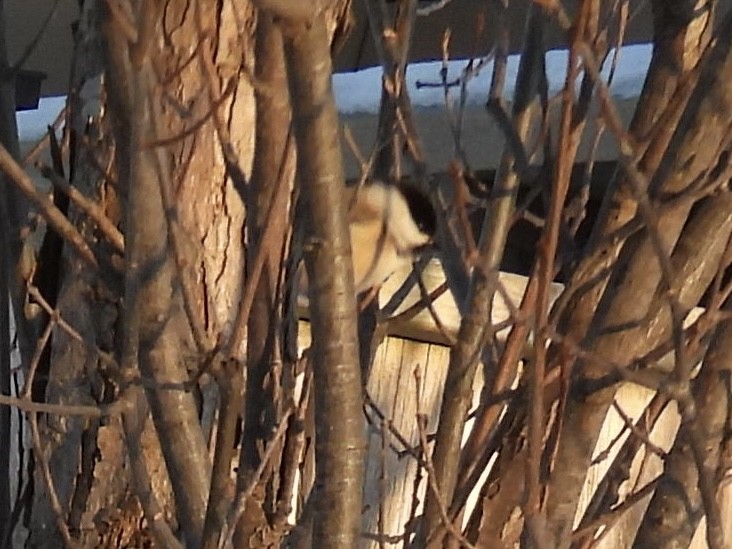 Черношапочная гаичка - ML646938302