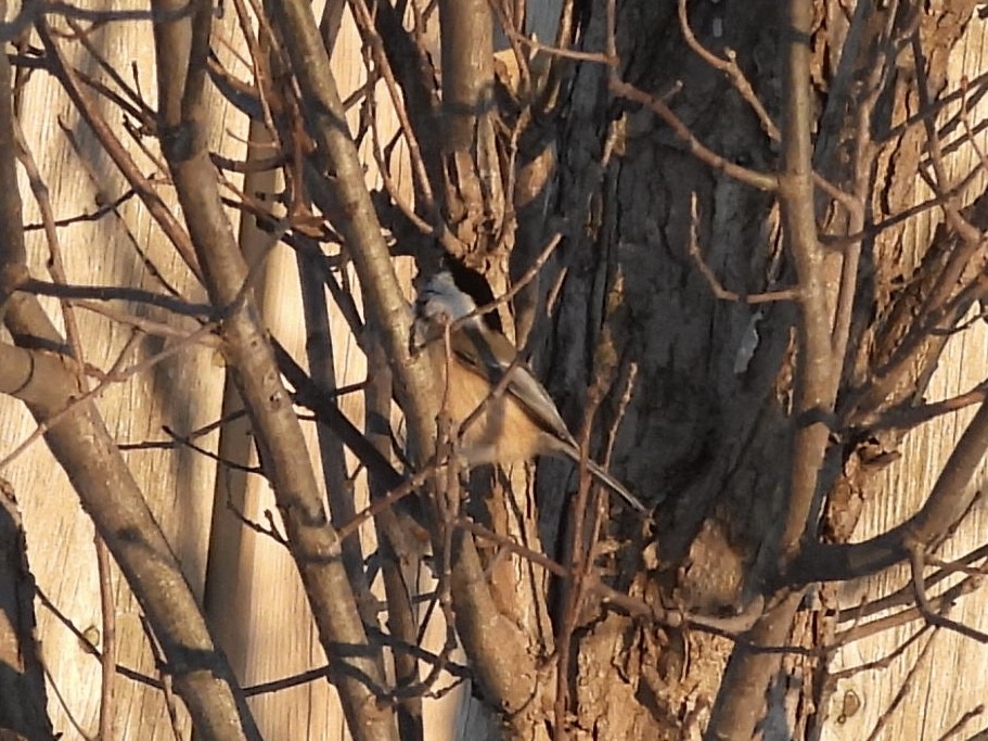 Черношапочная гаичка - ML646938303