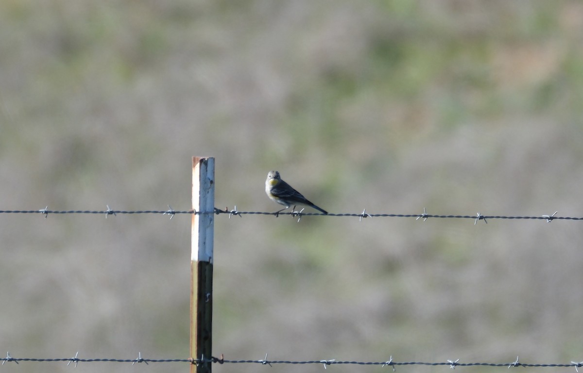 lesňáček žlutoskvrnný - ML646938304