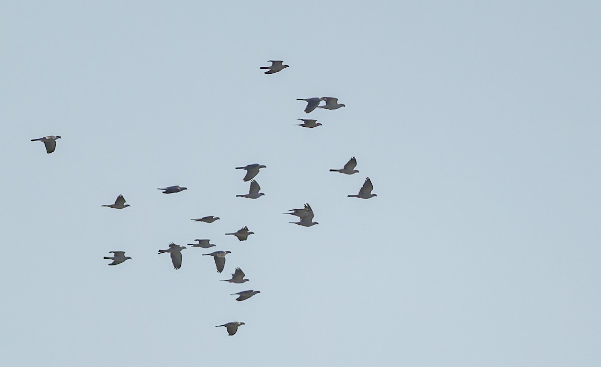 Topknot Pigeon - ML646938305