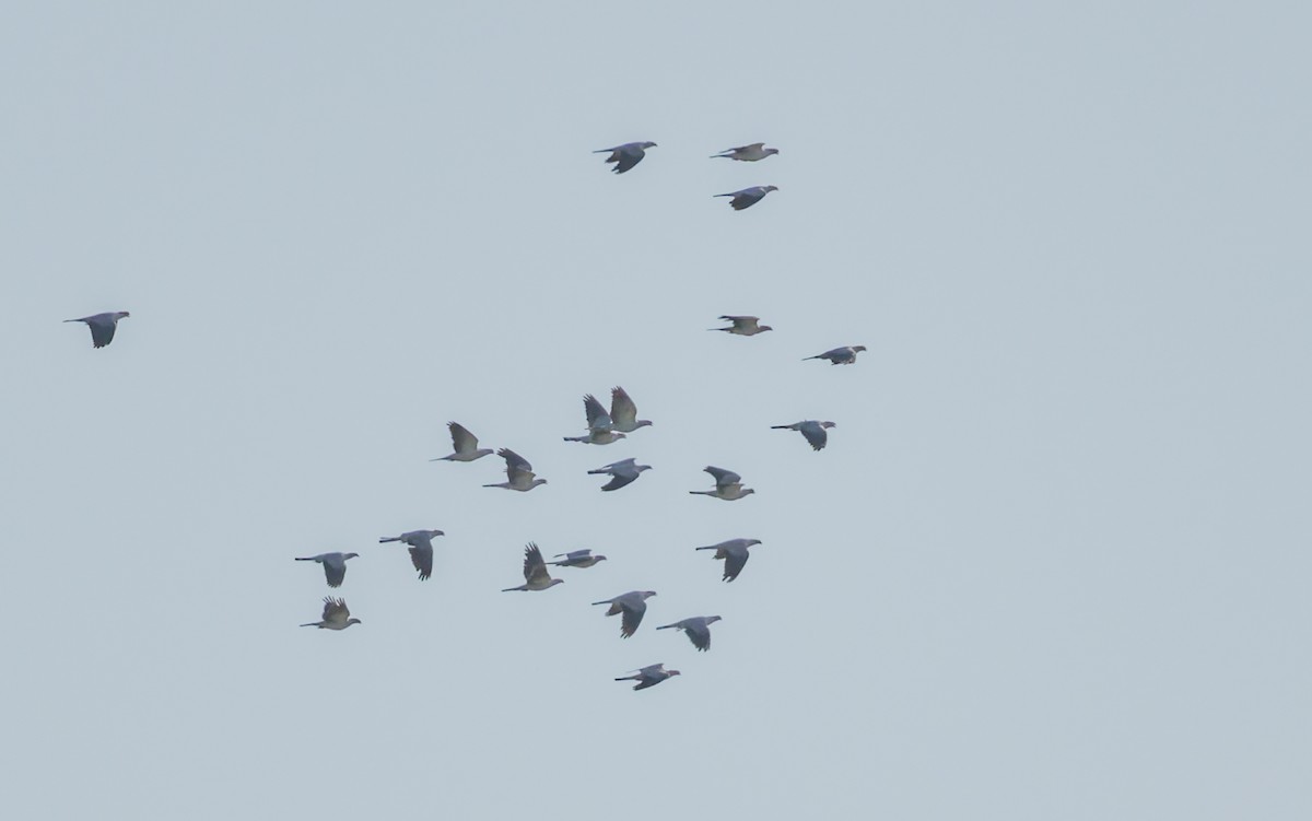 Topknot Pigeon - ML646938306