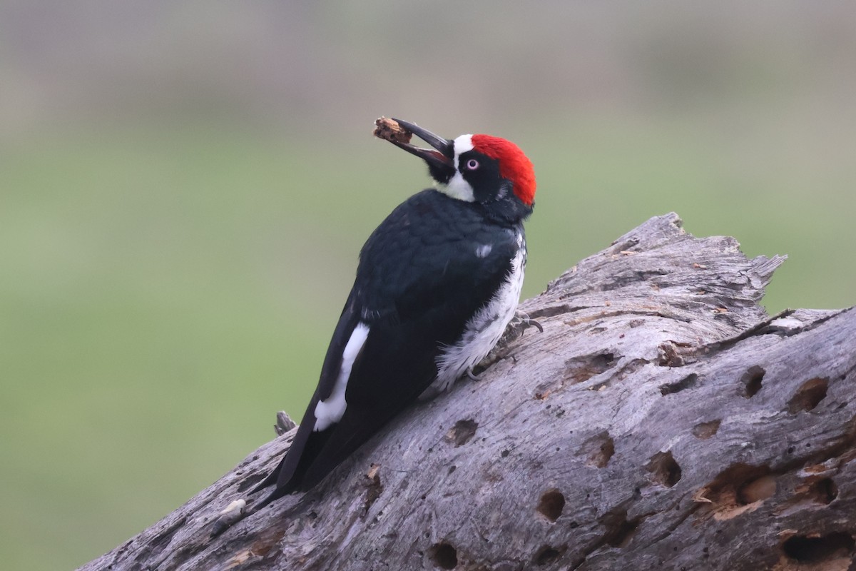 Acorn Woodpecker - ML646938307