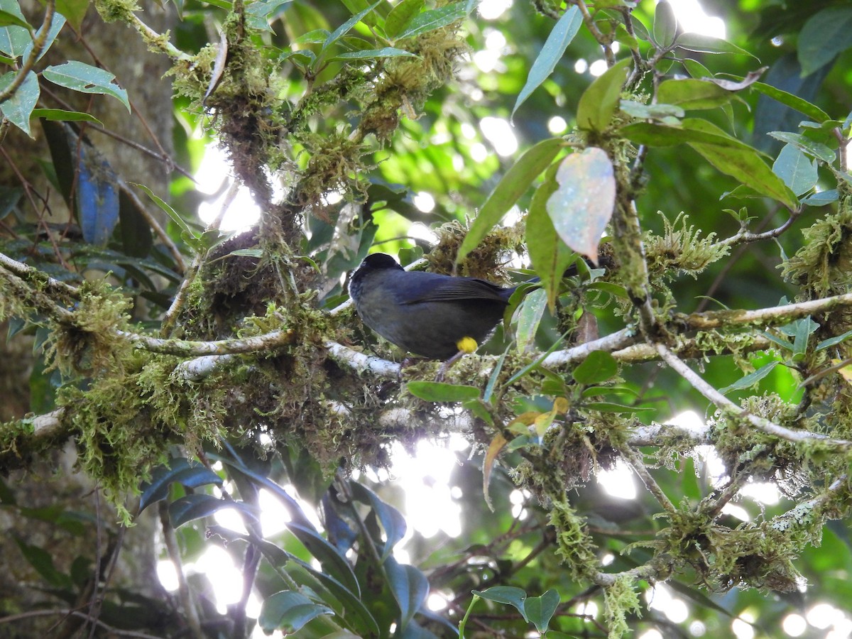 Yellow-thighed Brushfinch - ML646938308