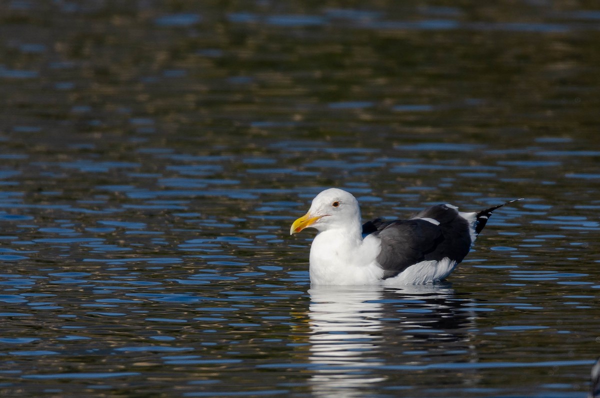 アメリカオオセグロカモメ - ML646938310