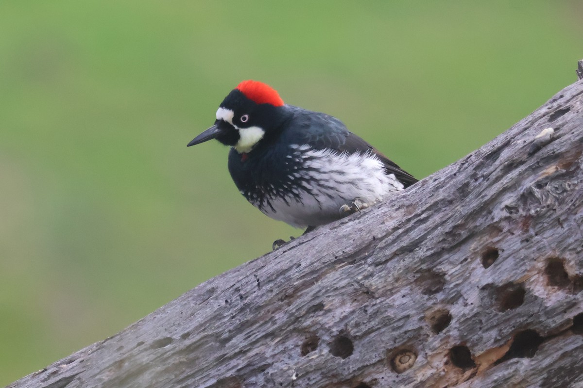 Acorn Woodpecker - ML646938311