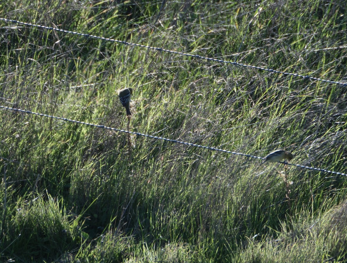 čížek mexický - ML646938312