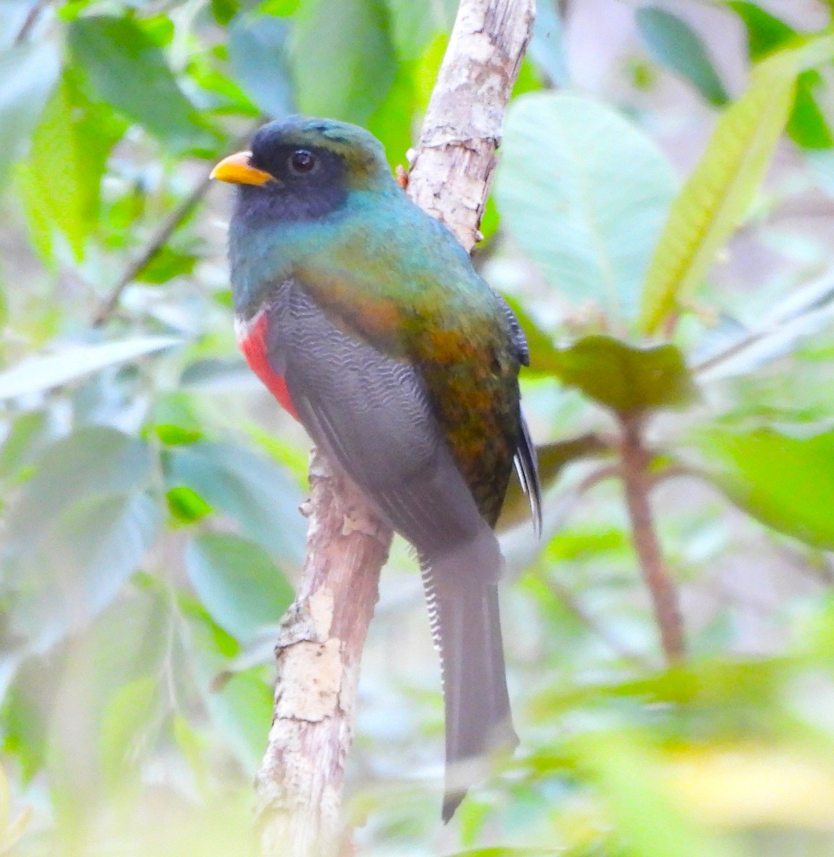 Collared Trogon - ML646938315
