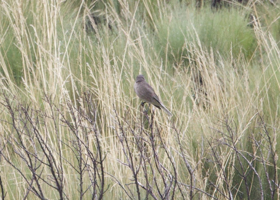 Black-billed Shrike-Tyrant - ML646938316