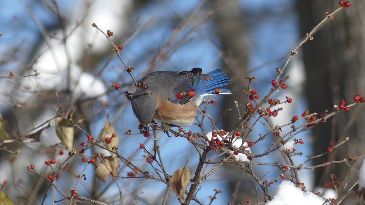 Eastern Bluebird - ML646938317