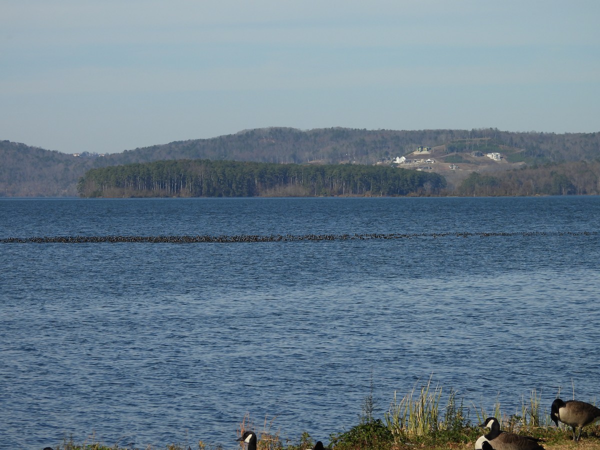 American Coot - ML646938325