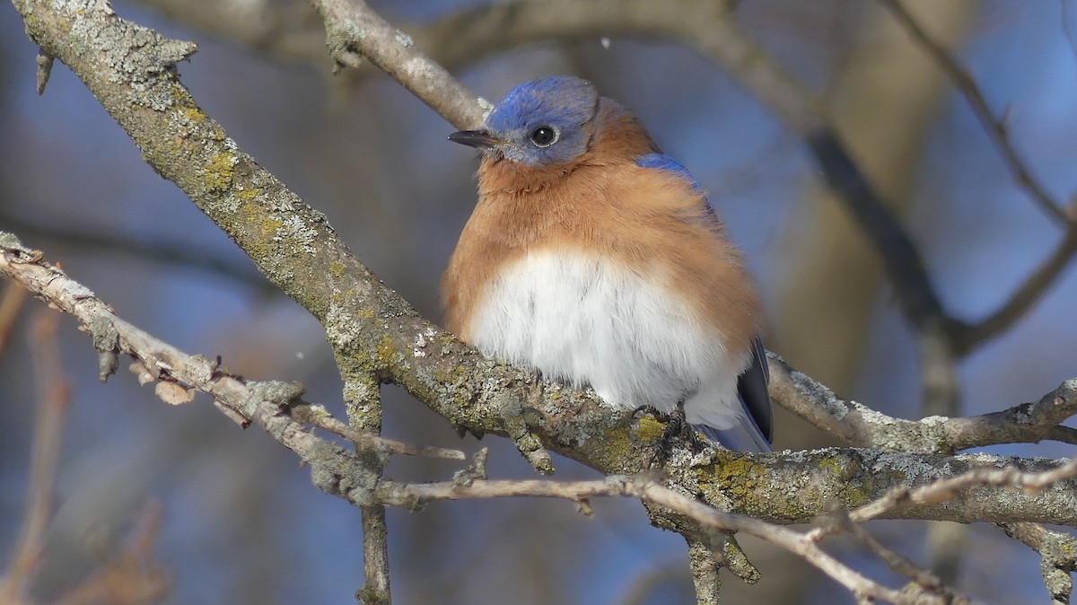 Eastern Bluebird - ML646938326