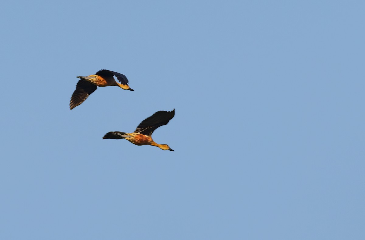 Dendrocygne à lunules - ML646938327