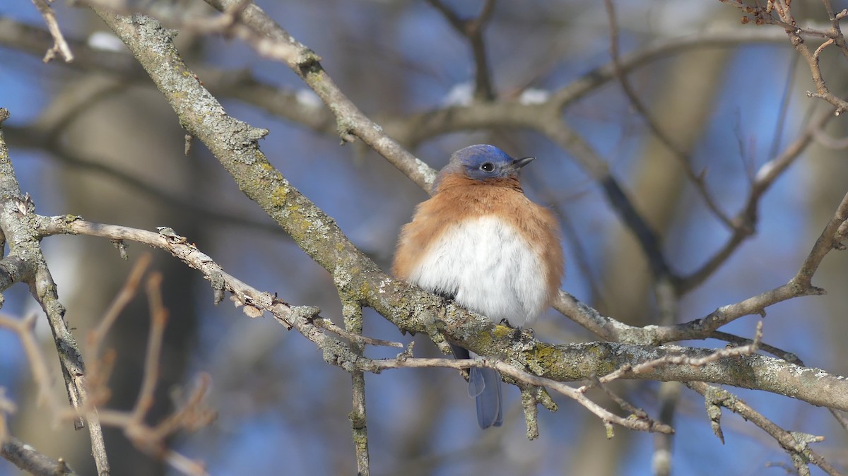 Eastern Bluebird - ML646938343