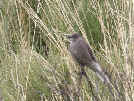 Black-billed Shrike-Tyrant - ML646938344