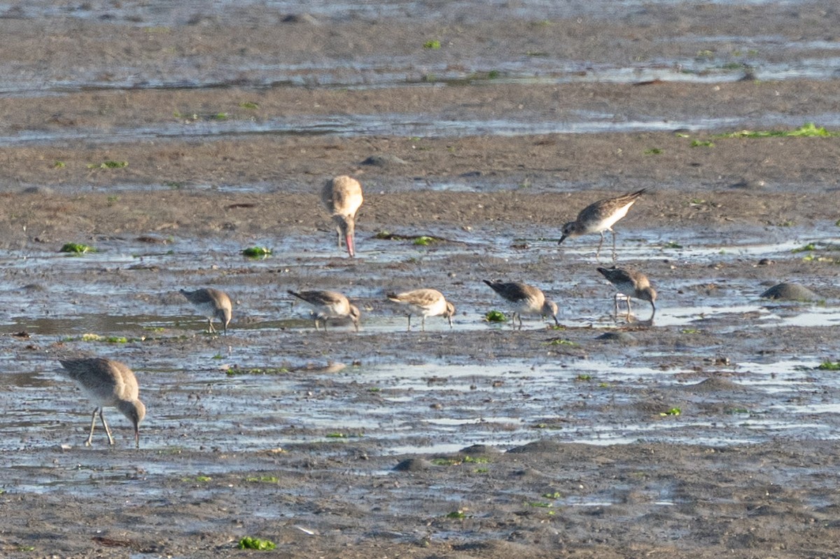 Bécasseau maubèche - ML646938346