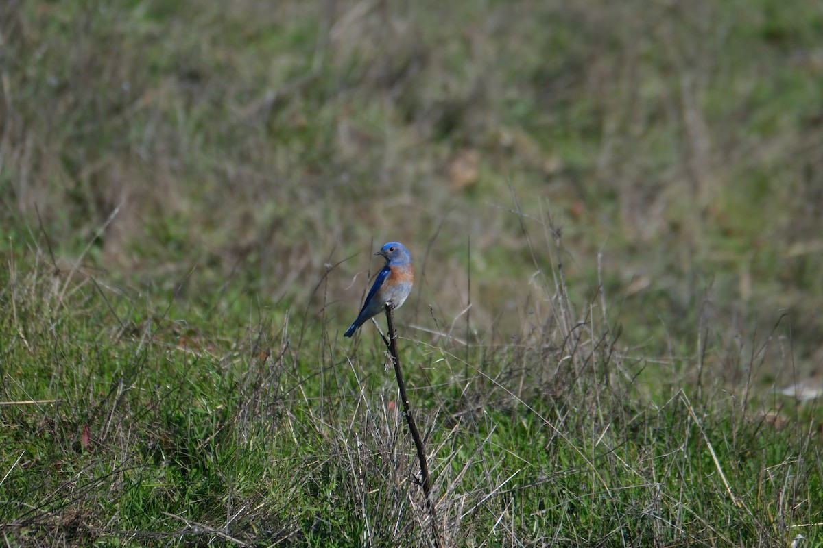 Western Bluebird - ML646938347