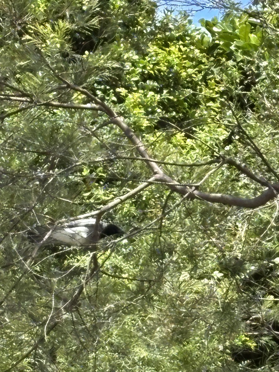 Black-faced Cuckooshrike - ML646938348