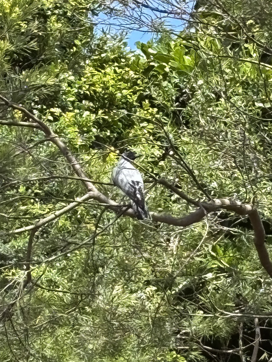 Black-faced Cuckooshrike - ML646938349